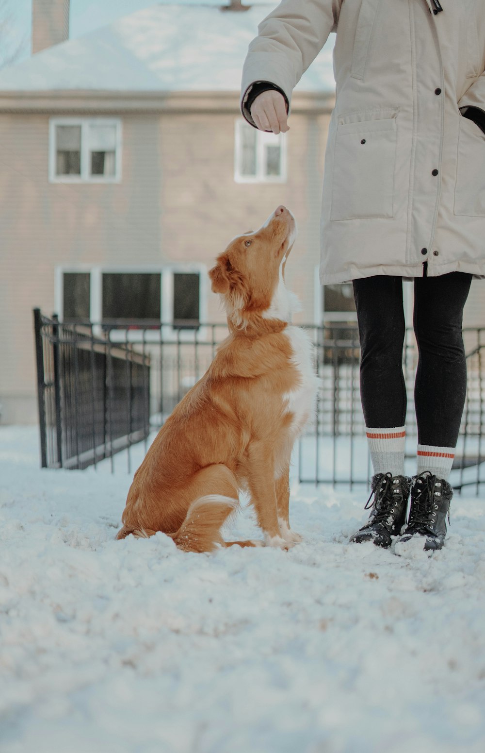 person in gray jacket and black pants standing beside brown dog on snow covered ground during